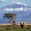 Kilimanjaro
