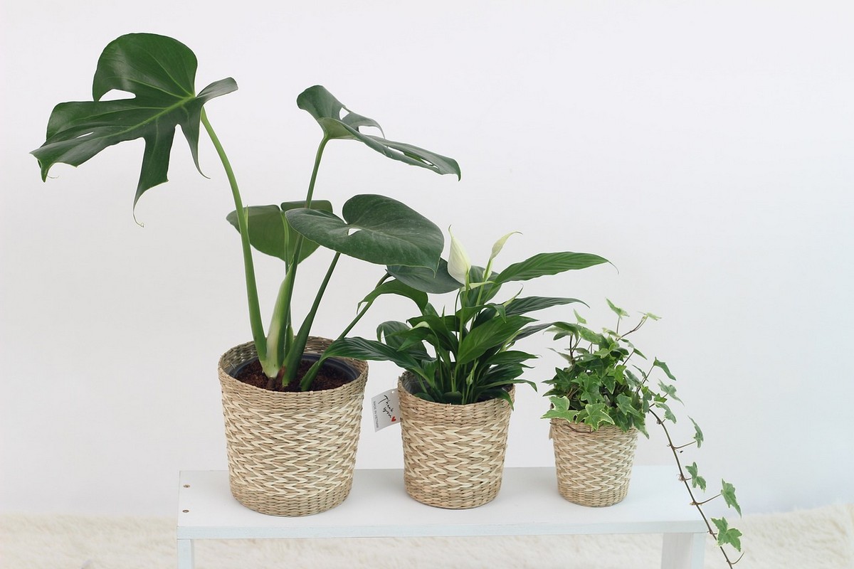 Houseplants and air purification in your home