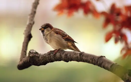 Bird proofing your Glasgow property