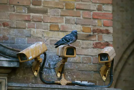 Pigeon bird proofing Glasgow property security cameras