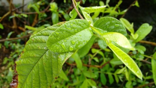 What are the therapeutic qualities of kratom