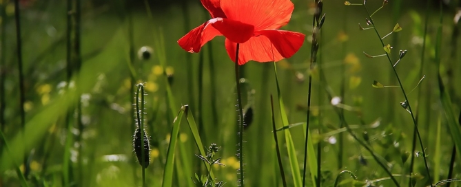 poppy garden swing set family fun