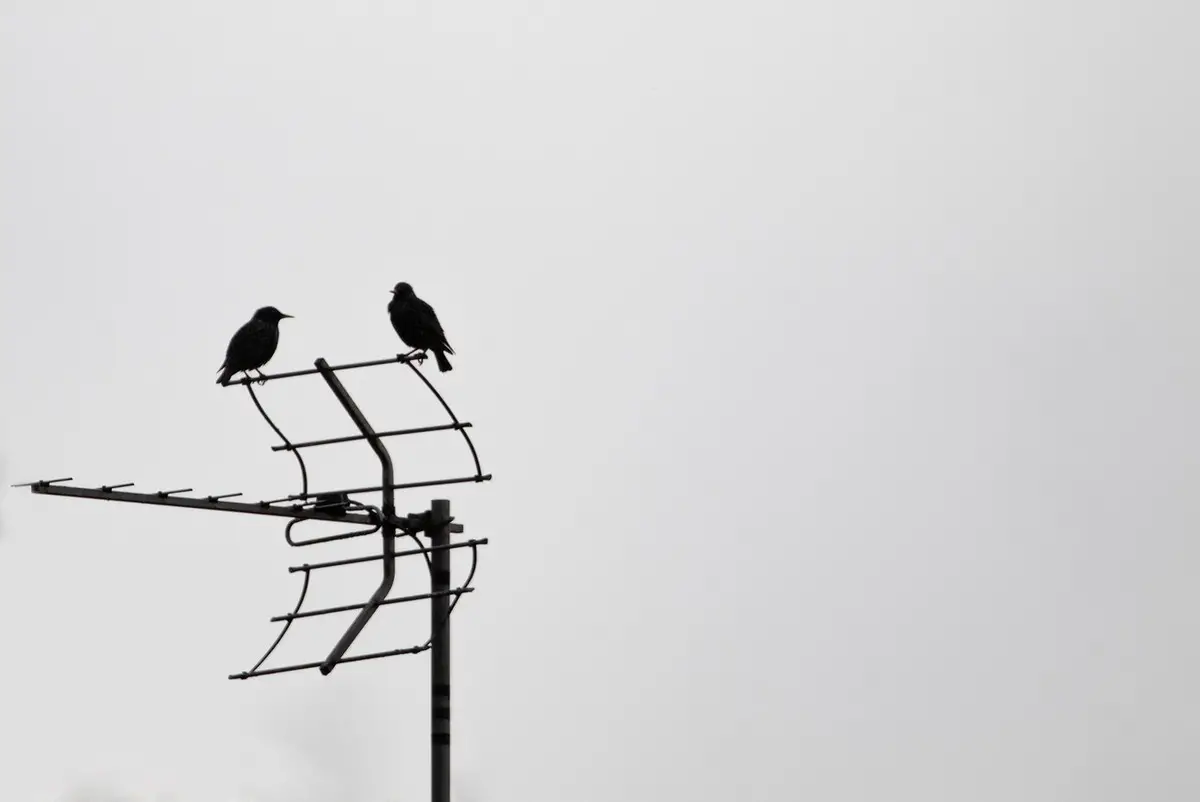 home aerial installation roof birds