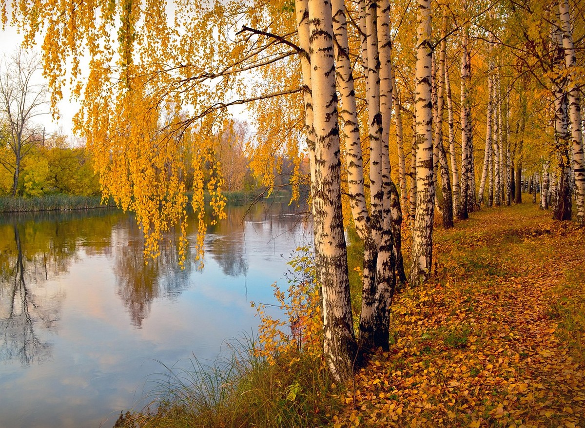 Russian Birch trees river forest Autumn